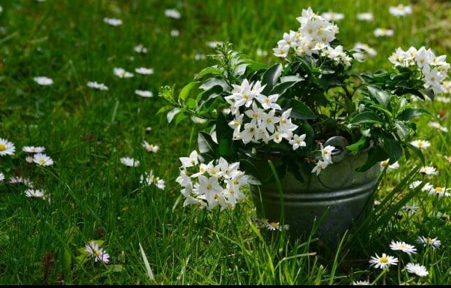 香りのご紹介 ～Fleur de Jasmin～ - プロが扱う洗浄力に とことん